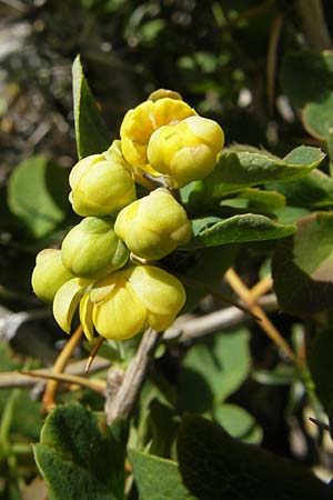 Berberis vulgaris subsp. aetnensis / Etna Barberry, Corsica Restonica 26.5.2010
