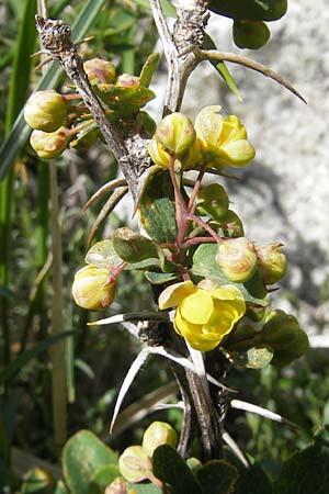 Berberis vulgaris subsp. aetnensis \ tna-Berberitze / Etna Barberry, Korsika/Corsica Restonica 26.5.2010