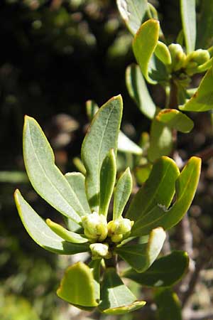 Daphne oleoides \ lbaumhnlicher Seidelbast, Korsika Monte Cinto 25.5.2010