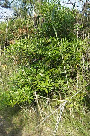 Pittosporum tobira / Japanese Cheesewood, Corsica Etang de Biguglia 3.6.2010