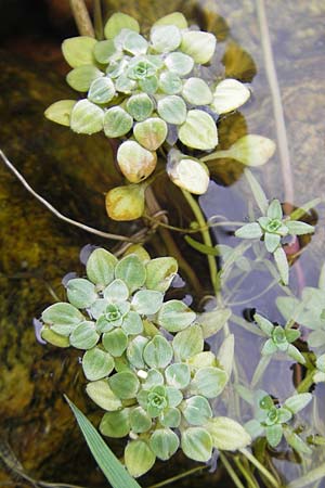 Callitriche spec2 ? / Water Starwort, Corsica Porto Vecchio 3.6.2010