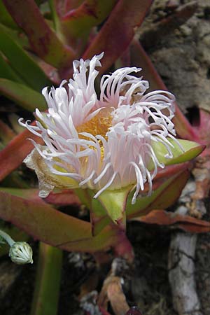 Carpobrotus edulis \ Gelbe Mittagsblume / Hottentot Fig, Cape Fig, Korsika/Corsica Porto 28.5.2010