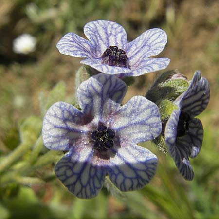 Cynoglossum creticum \ Kretische Hundszunge, Korsika Asco 25.5.2010