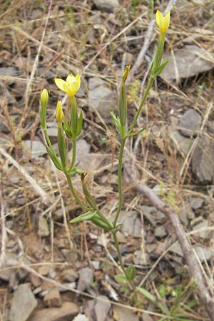 Centaurium maritimum \ Gelbes Tausendgldenkraut / Yellow Centaury, Sea Centaury, Korsika/Corsica Porto 28.5.2010