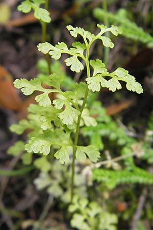 Cryptogramma crispa \ Krauser Rollfarn / Parsley Fern, Korsika/Corsica Porto 28.5.2010