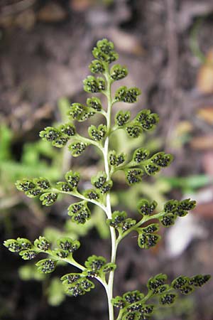 Cryptogramma crispa \ Krauser Rollfarn / Parsley Fern, Korsika/Corsica Porto 28.5.2010