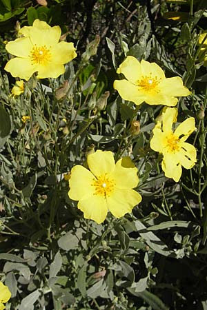 Halimium halimifolium \ Gelbe Zistrose / Yellow Sun Rose, Korsika/Corsica Bonifacio 1.6.2010