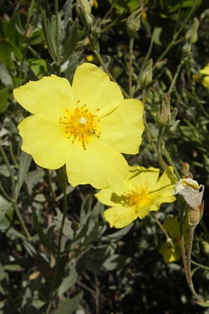 Halimium halimifolium \ Gelbe Zistrose / Yellow Sun Rose, Korsika/Corsica Bonifacio 1.6.2010