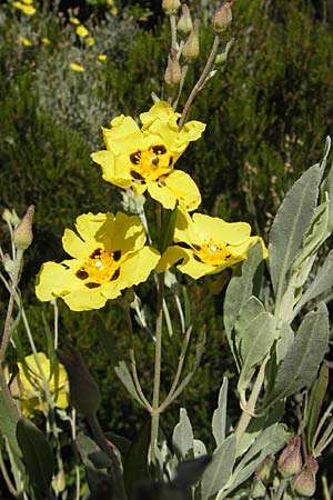 Halimium halimifolium / Yellow Sun Rose, Corsica Bonifacio 1.6.2010