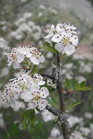 Crataegus monogyna / Hawthorn, Corsica Zonza 2.6.2010