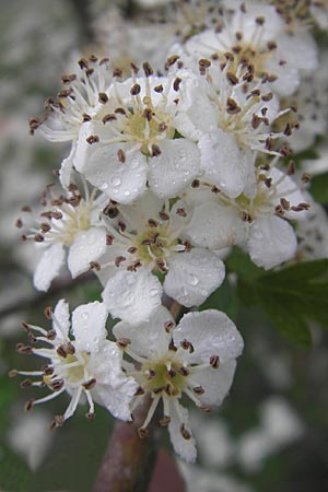 Crataegus monogyna \ Eingriffeliger Weidorn, Korsika Zonza 2.6.2010