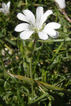 Cerastium soleirolii \ Soleirol-Hornkraut / Soleirol Mouse-Ear, Korsika/Corsica Restonica 26.5.2010