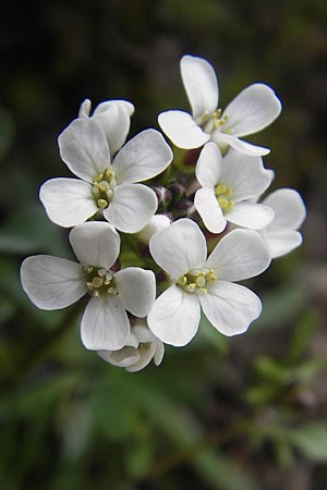 Cardamine resedifolia \ Resedenblttriges Schaumkraut / Mignonette-Leaved Bitter-Cress, Korsika/Corsica Lac de Nino 27.5.2010