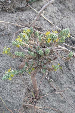 Crucianella maritima \ Strand-Kreuzblatt / Sea Crosswort, Korsika/Corsica Bastia 3.6.2010