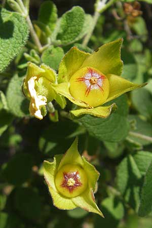 Cistus salviifolius \ Salbeiblttrige Zistrose / Sage-Leaved Rock-Rose, Korsika/Corsica Porto 29.5.2010