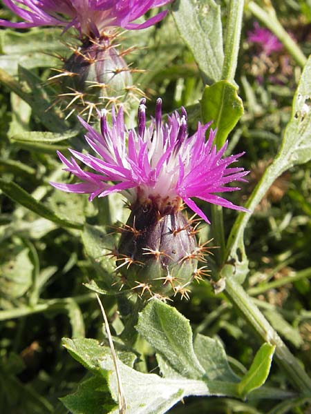 Centaurea sphaerocephala \ Rundkpfige Flockenblume, Korsika Etang de Biguglia 3.6.2010