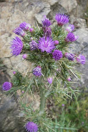 Carduus tenuiflorus \ Schmalkpfige Distel, Korsika Scala di Santa Regina 27.5.2010