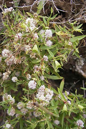 Cuscuta epithymum \ Quendel-Seide, Korsika Porto 28.5.2010