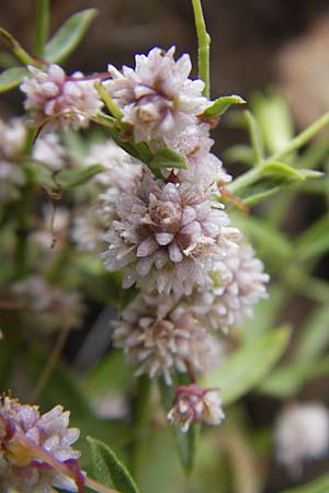 Cuscuta epithymum \ Quendel-Seide, Korsika Porto 28.5.2010