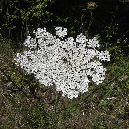 Daucus carota subsp. maximus \ Riesen-Mhre / Bird's Nest, Korsika/Corsica L'Ile-Rousse 24.5.2010