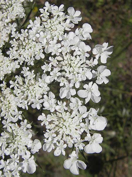 Daucus carota subsp. maximus \ Riesen-Mhre / Bird's Nest, Korsika/Corsica L'Ile-Rousse 24.5.2010