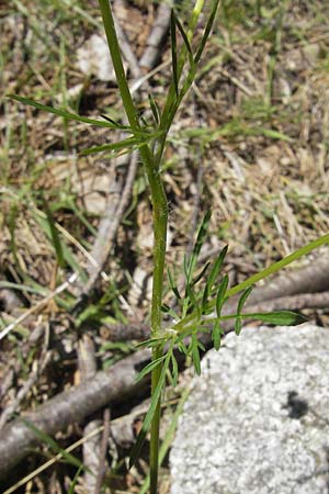 Ligusticum corsicum ? \ Korsische Mutterwurz / Corsian Mutelline, Korsika/Corsica Calacuccia 27.5.2010