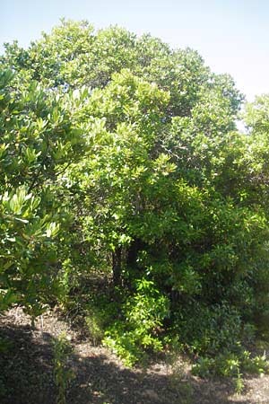 Arbutus unedo / Strawberry Tree, Corsica Porto 28.5.2010