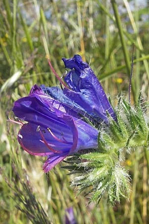 Echium plantagineum \ Wegerich-Natternkopf / Purple Viper's Bugloss, Korsika/Corsica L'Ile-Rousse 24.5.2010