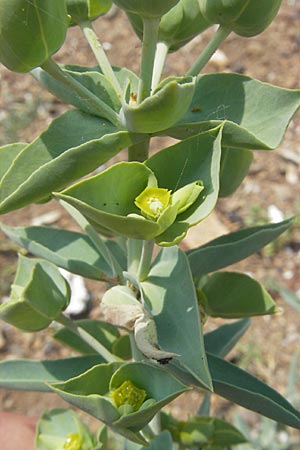 Euphorbia paralias \ Ksten-Wolfsmilch / Sea Spurge, Korsika/Corsica Porto 28.5.2010