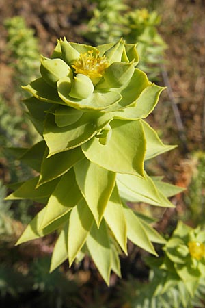 Euphorbia paralias \ Ksten-Wolfsmilch, Korsika Porto 28.5.2010