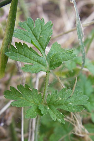 Erodium moschatum \ Moschus-Reiherschnabel, Korsika Porto 30.5.2010