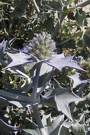 Eryngium maritimum \ Stranddistel / Sea Holly, Korsika/Corsica Porto Vecchio 3.6.2010