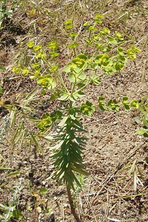 Euphorbia segetalis \ Saat-Wolfsmilch / Grainfield Spurge, Korsika/Corsica L'Ile-Rousse 24.5.2010