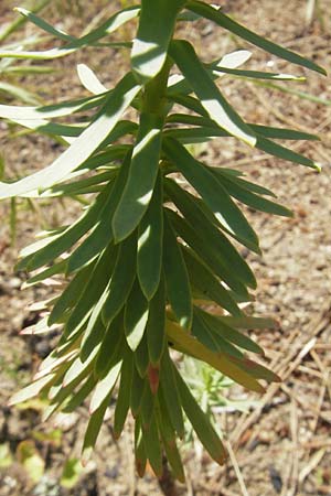 Euphorbia segetalis \ Saat-Wolfsmilch / Grainfield Spurge, Korsika/Corsica L'Ile-Rousse 24.5.2010