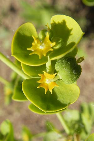 Euphorbia segetalis \ Saat-Wolfsmilch / Grainfield Spurge, Korsika/Corsica L'Ile-Rousse 24.5.2010