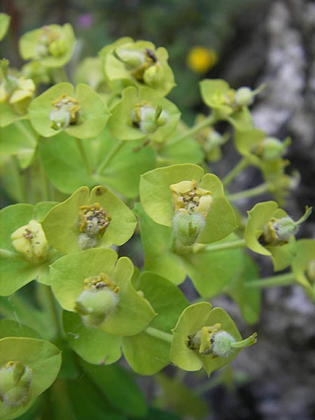 Euphorbia hirsuta \ Behaarte Wolfsmilch / Hairy Spurge, Korsika/Corsica Scala di Santa Regina 27.5.2010