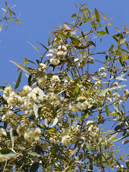 Eucalyptus globulus / Blue Gum, Corsica Aregno Marina 24.5.2010