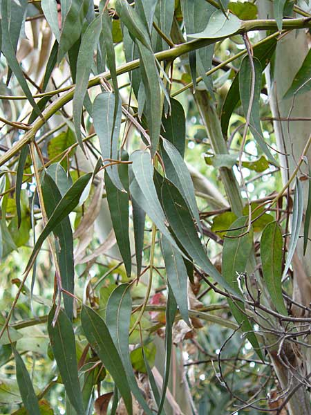 Eucalyptus globulus \ Blauer Eukalyptus / Blue Gum, Korsika/Corsica Porto 30.5.2010