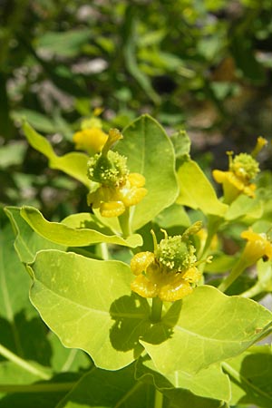Euphorbia hyberna \ Irische Wolfsmilch / Irish Spurge, Korsika/Corsica Calacuccia 27.5.2010