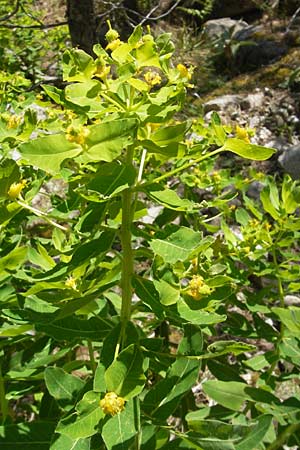 Euphorbia hyberna / Irish Spurge, Corsica Calacuccia 27.5.2010