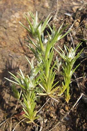 Filago gallica \ Franzsisches Filzkraut / Narrow-Leaved Cudweed, Korsika/Corsica Porto 28.5.2010