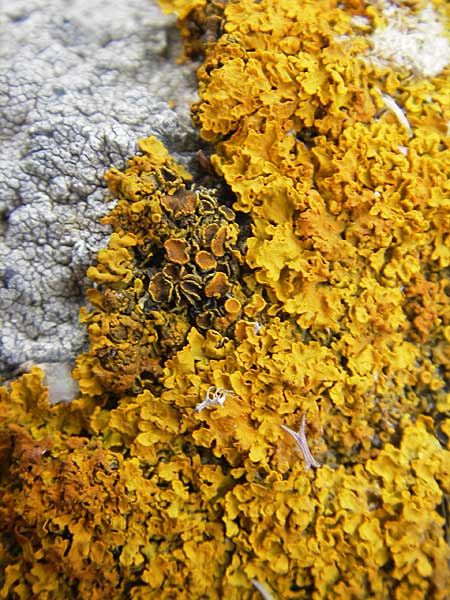 Xanthoria parietina ? \ Gewhnliche Gelb-Flechte / Yellow Lichen, Korsika/Corsica Tizzano 31.5.2010