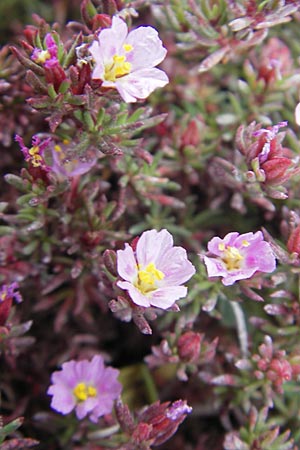 Frankenia laevis \ Seeheide / Sea Heath, Korsika/Corsica Tizzano 31.5.2010