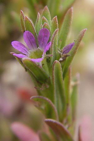 Lythrum hyssopifolia \ Ysopblttriger Weiderich / Hyssop Loosestrife, Korsika/Corsica Tizzano 31.5.2010