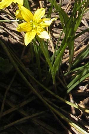 Gagea soleirolii \ Soleirols Gelbstern / Soleirol's Star of Bethlehem, Korsika/Corsica Monte Cinto 25.5.2010