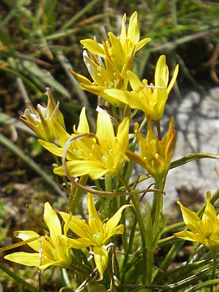 Gagea soleirolii \ Soleirols Gelbstern / Soleirol's Star of Bethlehem, Korsika/Corsica Restonica 26.5.2010