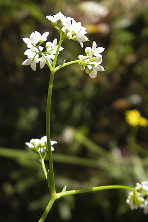 Galium palustre agg. \ Sumpf-Labkraut, Korsika Bonifacio 1.6.2010