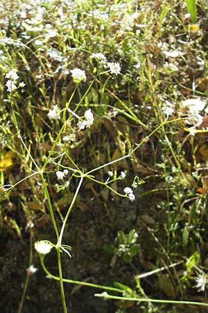 Galium palustre agg. \ Sumpf-Labkraut / Common Marsh Bedstraw, Korsika/Corsica Bonifacio 1.6.2010