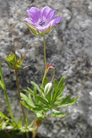 Geranium columbinum \ Tauben-Storchschnabel / Branched Crane's-Bill, Korsika/Corsica Restonica 26.5.2010