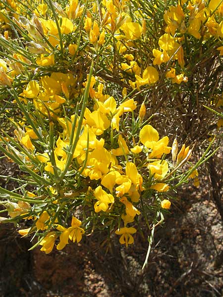 Genista corsica \ Korsischer Ginster / Corsican Broom, Korsika/Corsica Porto 29.5.2010